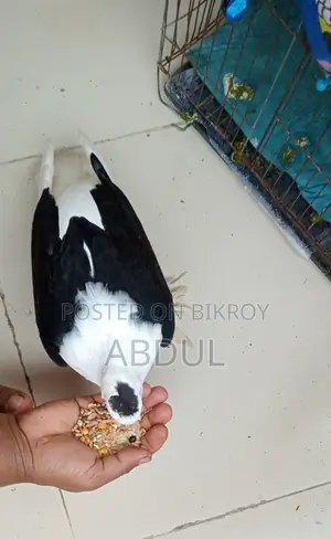 সুন্দর কবুতরের বাচ্চা বিক্রি করতে চাই