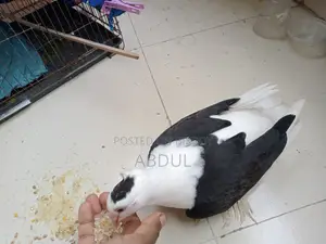 সুন্দর কবুতরের বাচ্চা বিক্রি করতে চাই
