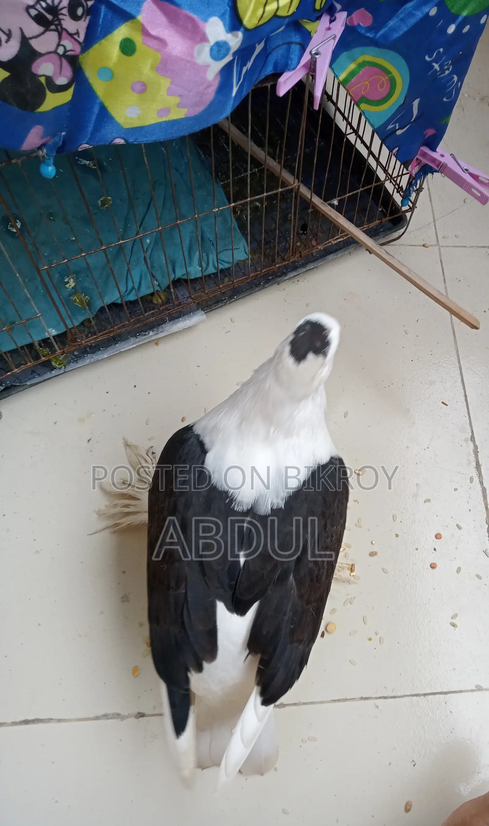সুন্দর কবুতরের বাচ্চা বিক্রি করতে চাই