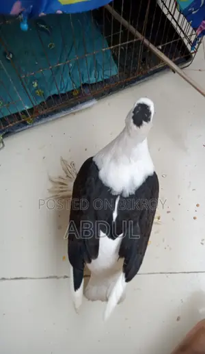 সুন্দর কবুতরের বাচ্চা বিক্রি করতে চাই