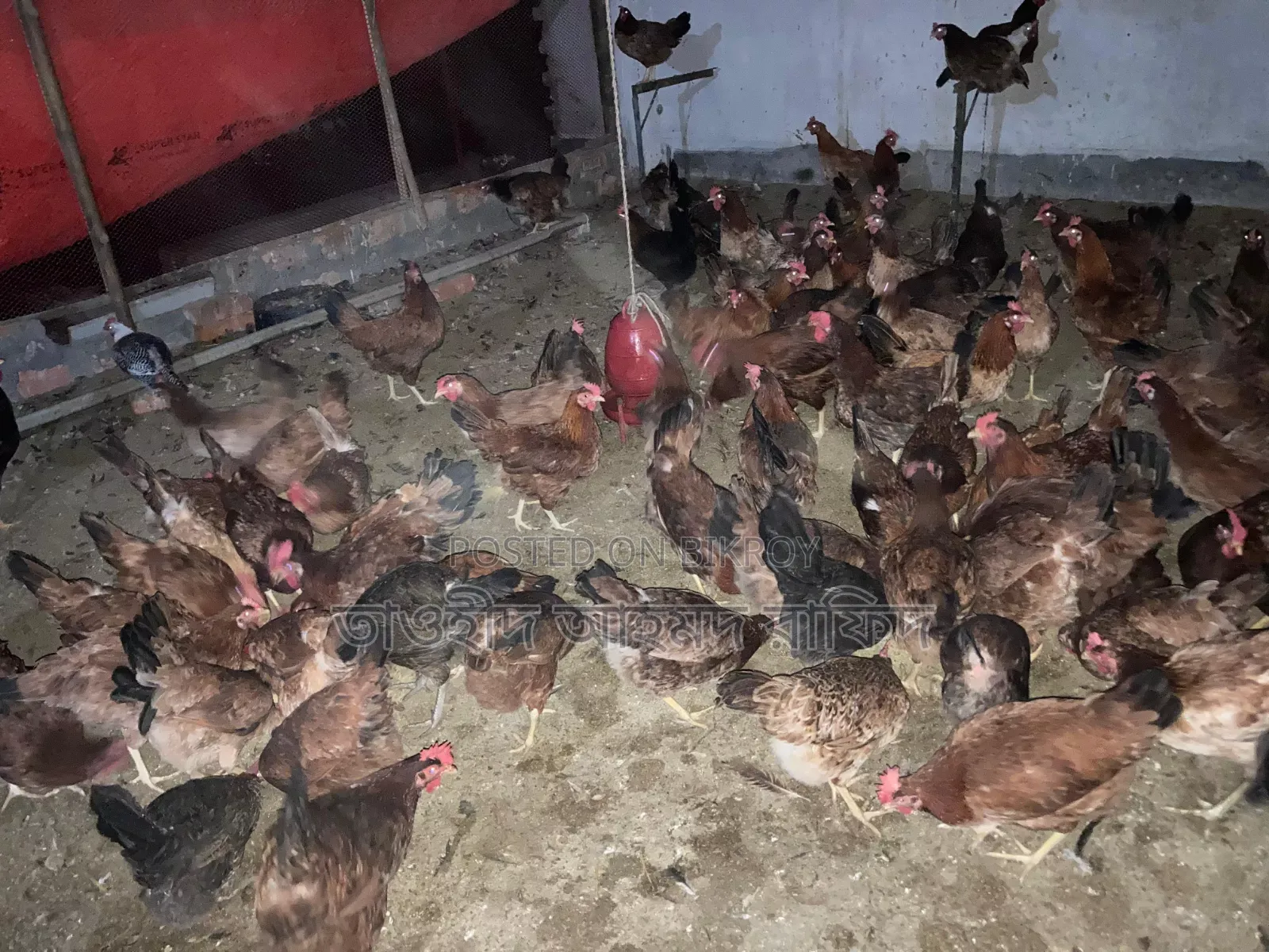 সোনালী মুরগি