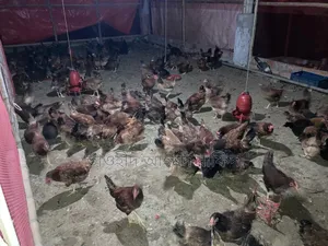 সোনালী মুরগি