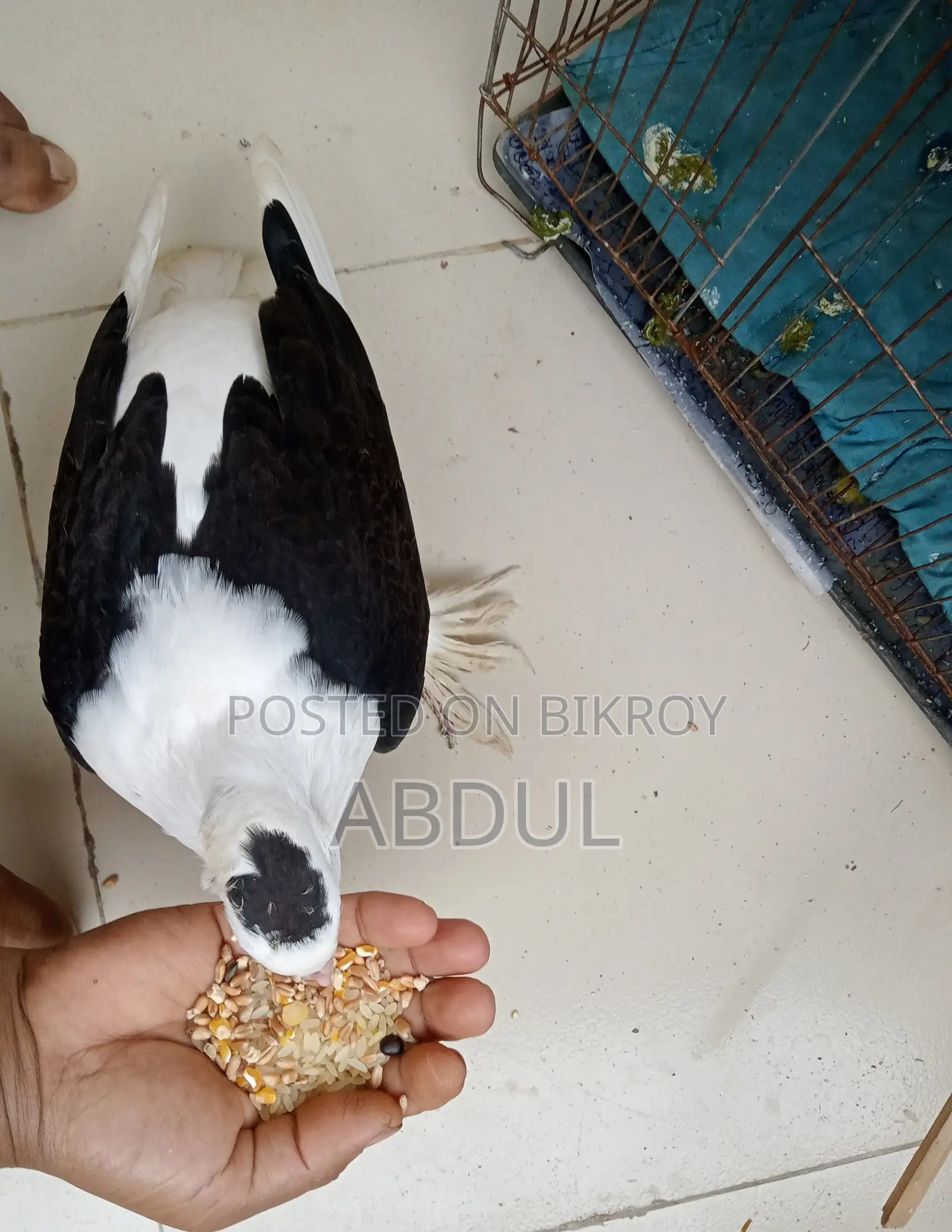 Tame Pigeon for Sale