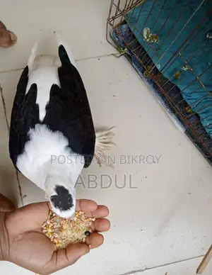 Tame Pigeon for Sale