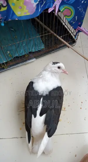 Tame Pigeon for Sale