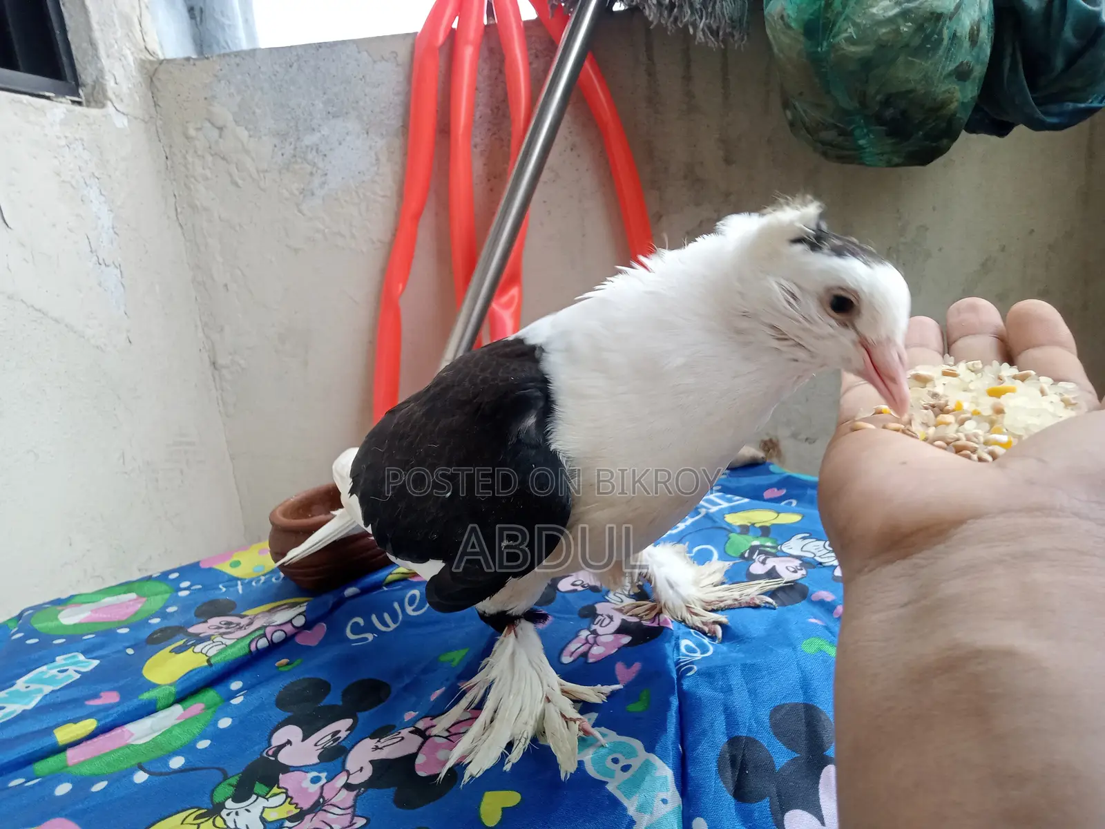 Tame Pigeon for Sale