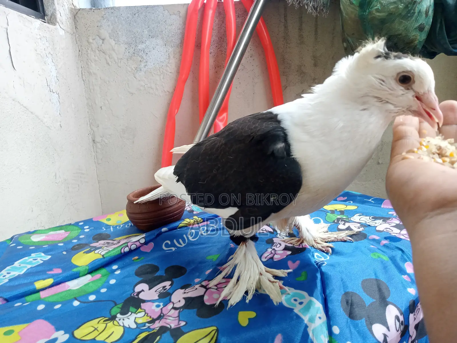 Tame Pigeon for Sale