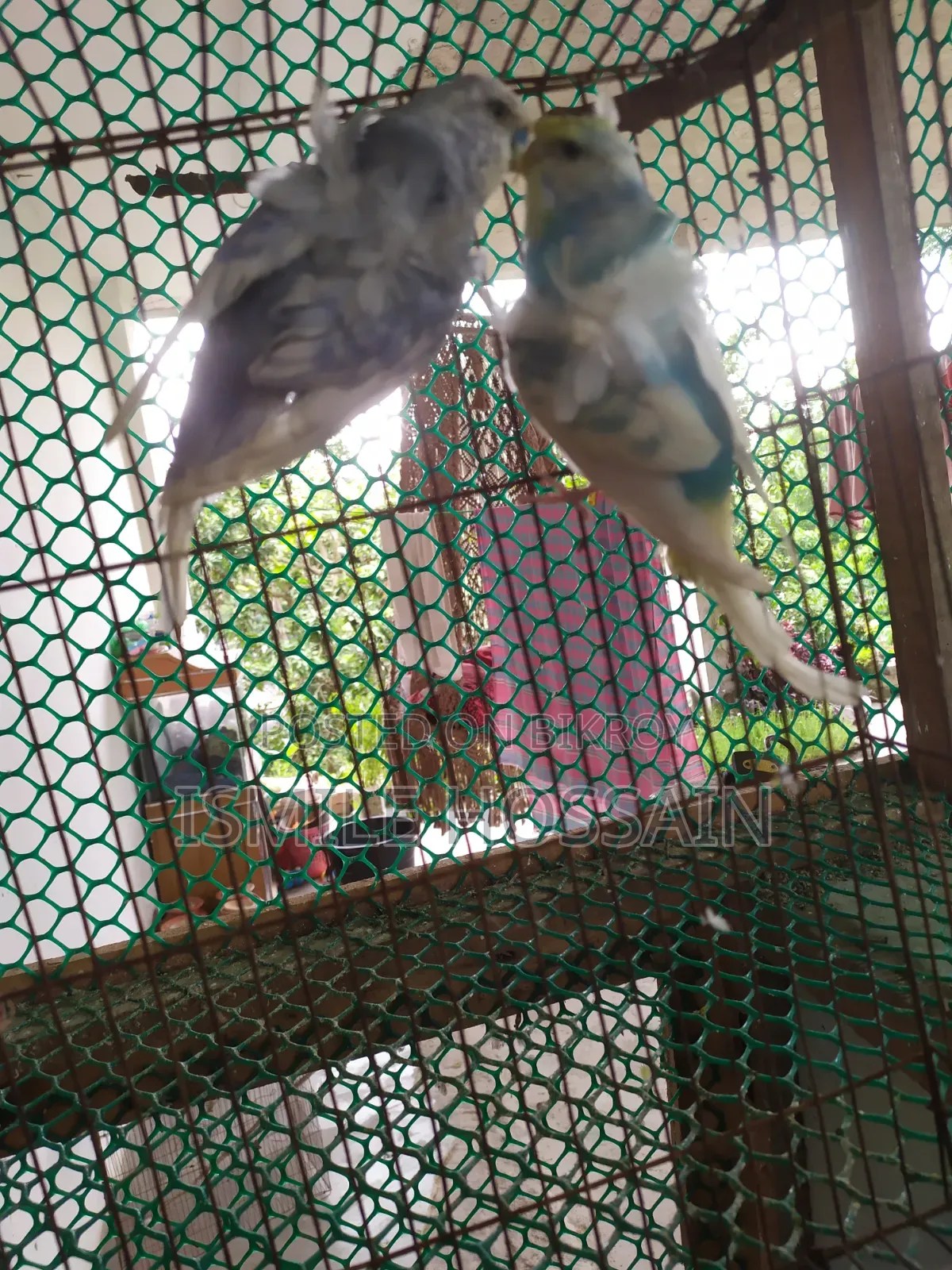 Japanese Budgie for Sale