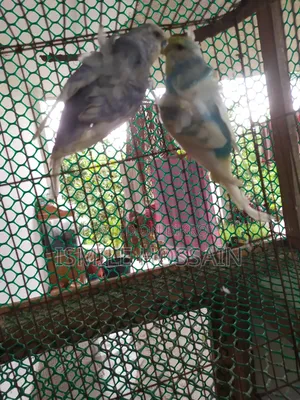Japanese Budgie for Sale