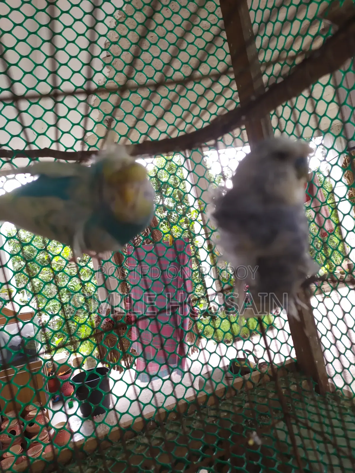 Japanese Budgie for Sale