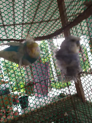 Japanese Budgie for Sale