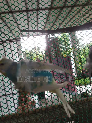Japanese Budgie for Sale