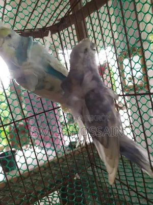 Japanese Budgie for Sale