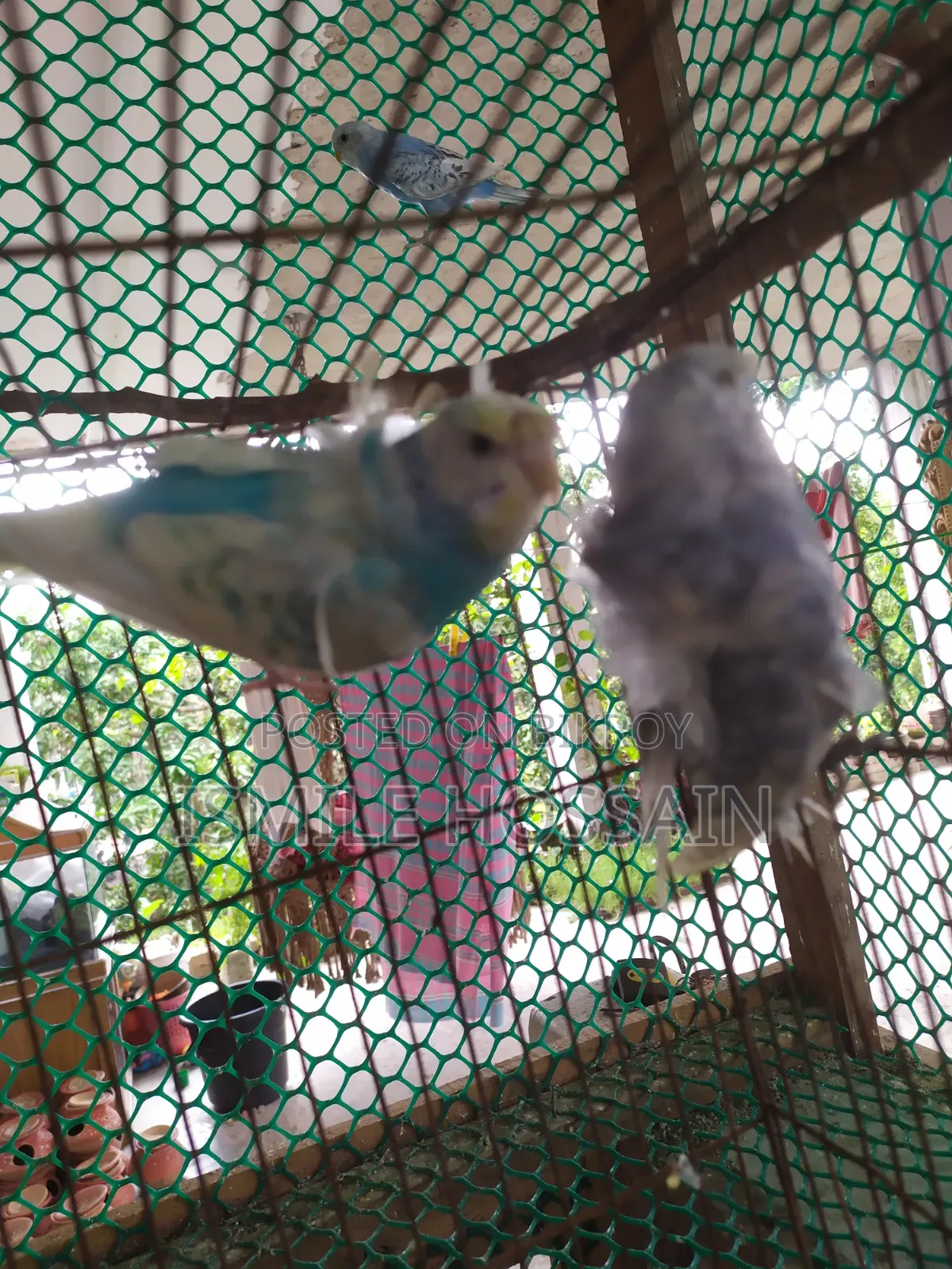 Japanese Budgie for Sale