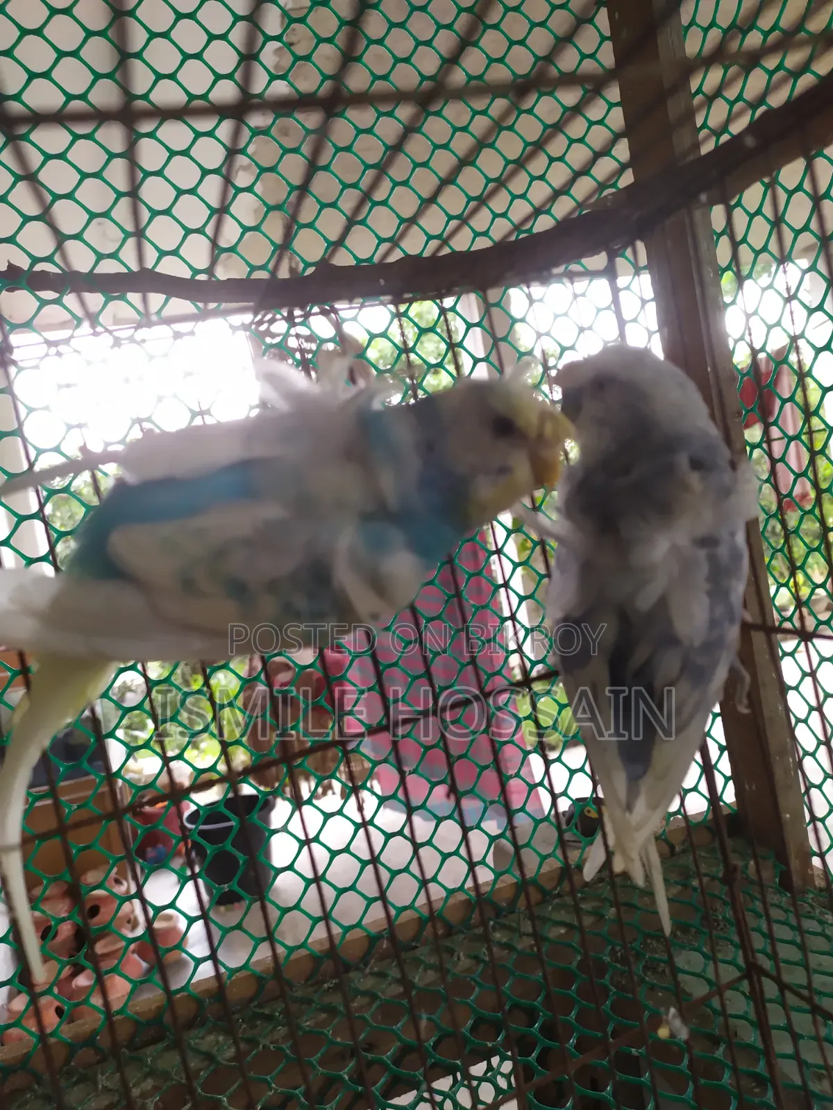 Japanese Budgie for Sale