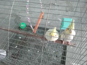 1 pair of Cockatiel birds male female cinnamon lutino red eyes.