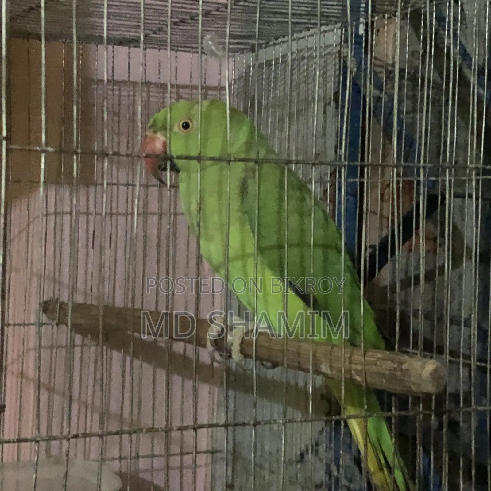 Parrot that speaks a little