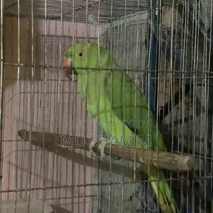 Parrot that speaks a little