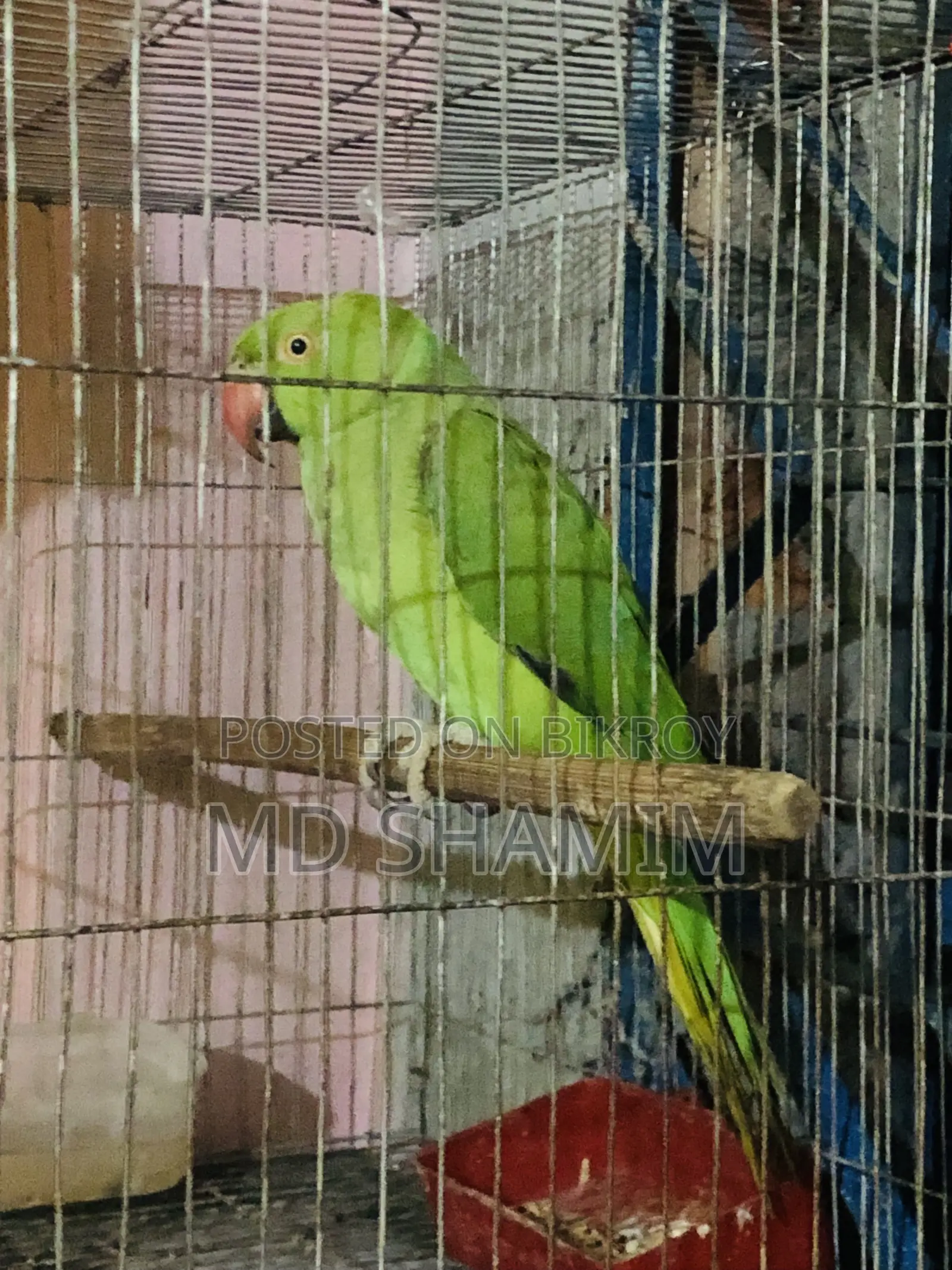Parrot that speaks a little