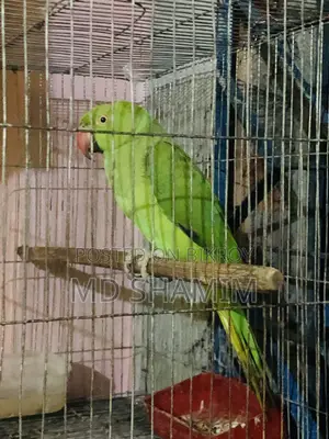 Parrot that speaks a little
