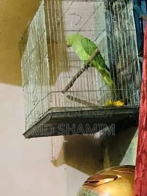 Parrot that speaks a little