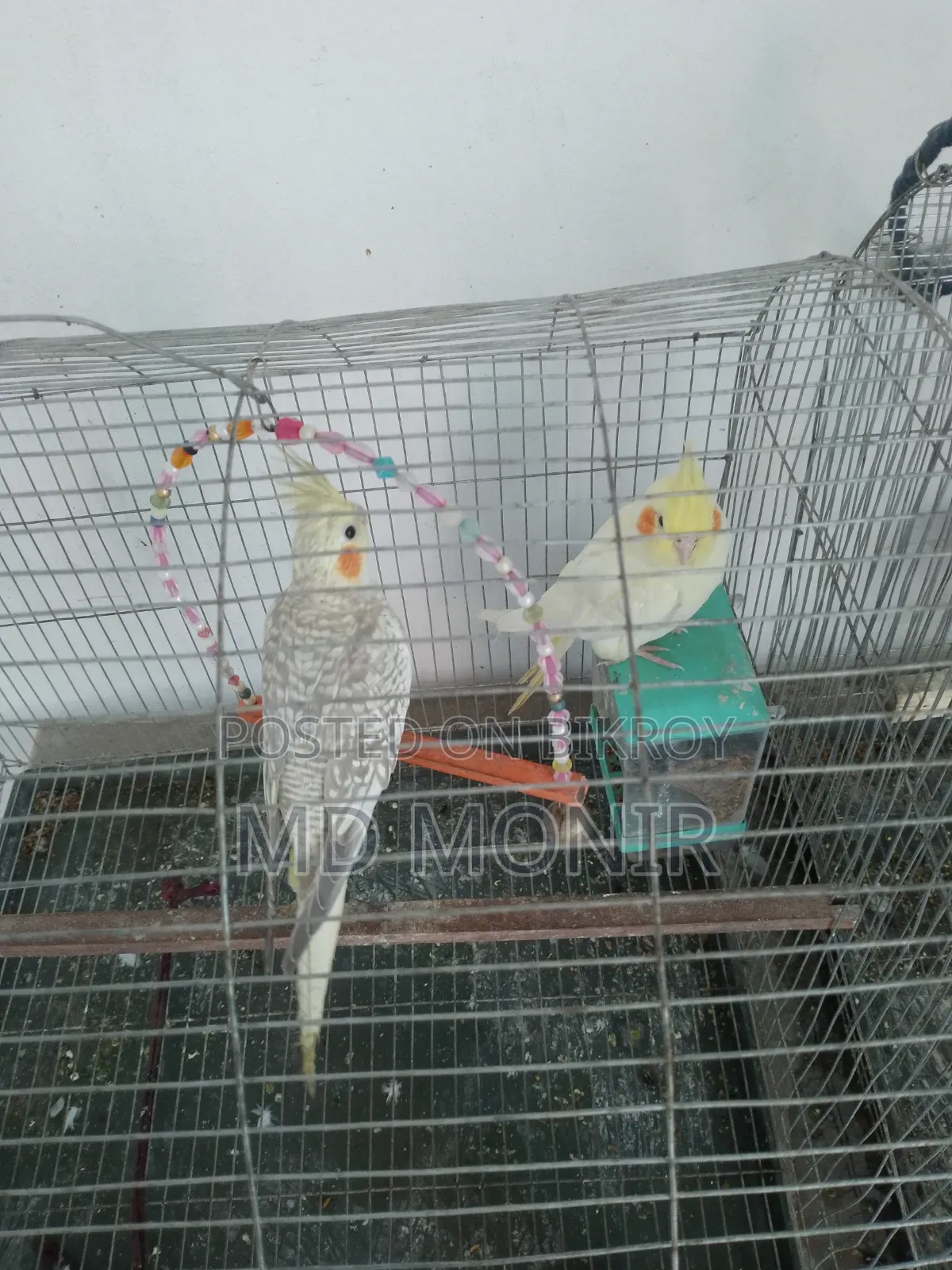 1 pair of Cockatiel birds male female cinnamon lutino red eyes.