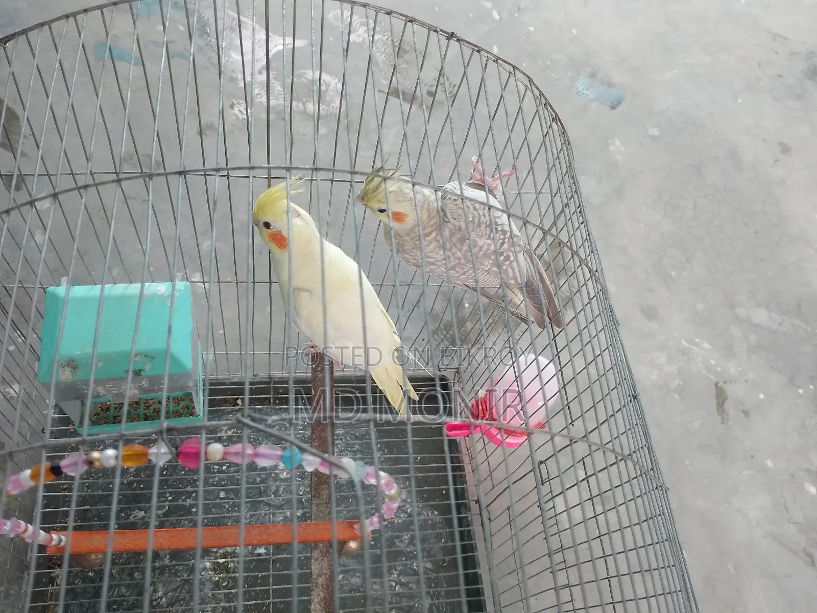1 pair of Cockatiel birds male female cinnamon lutino red eyes.