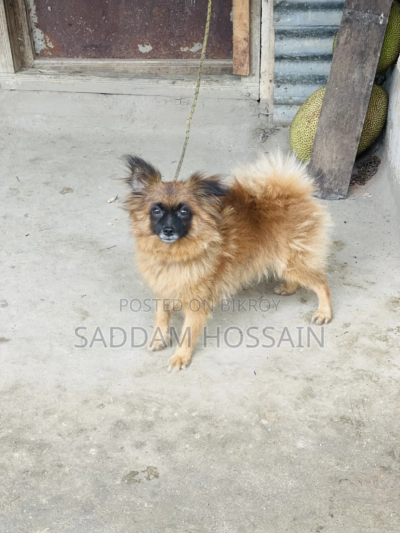 ১+ বছরের পুরুষ পিওরব্রেড পোমেরানিয়ান