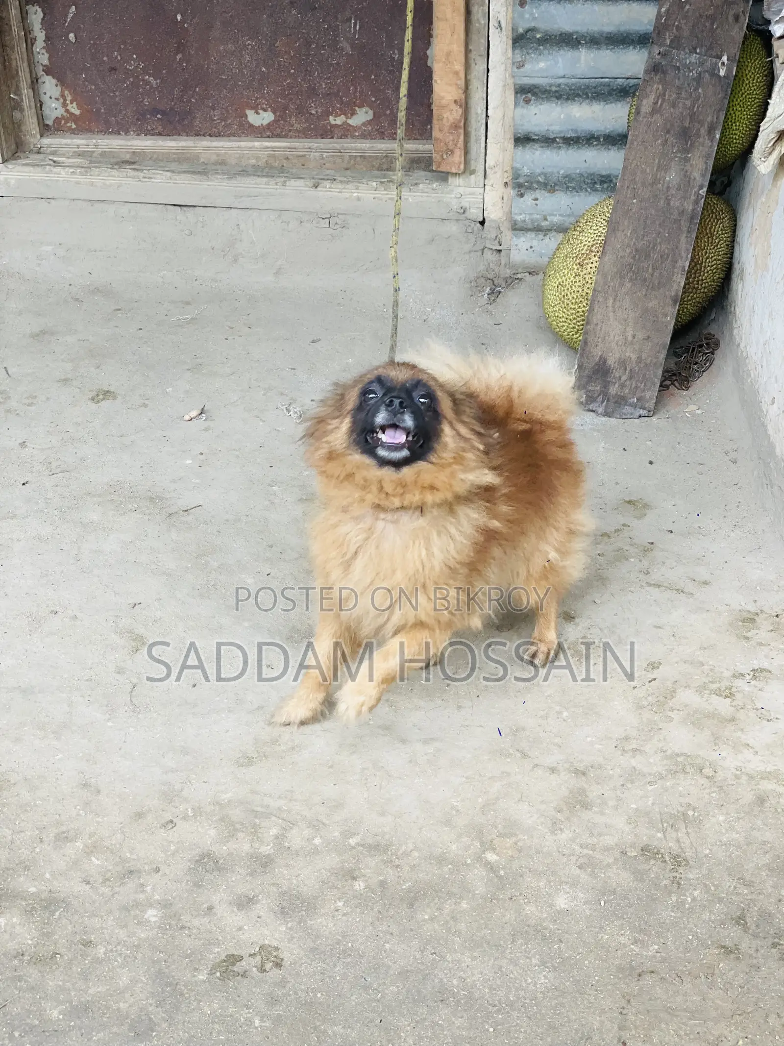 ১+ বছরের পুরুষ পিওরব্রেড পোমেরানিয়ান