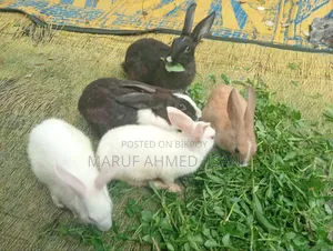 সুস্থ খরগোশ বিক্রয় হবে
