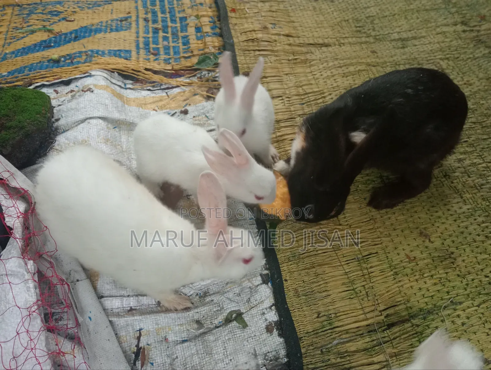 সুস্থ খরগোশ বিক্রয় হবে