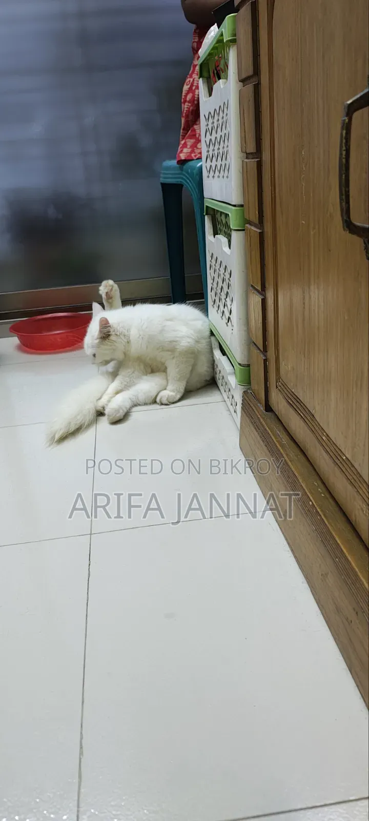3-6 Months Male Purebred Persian