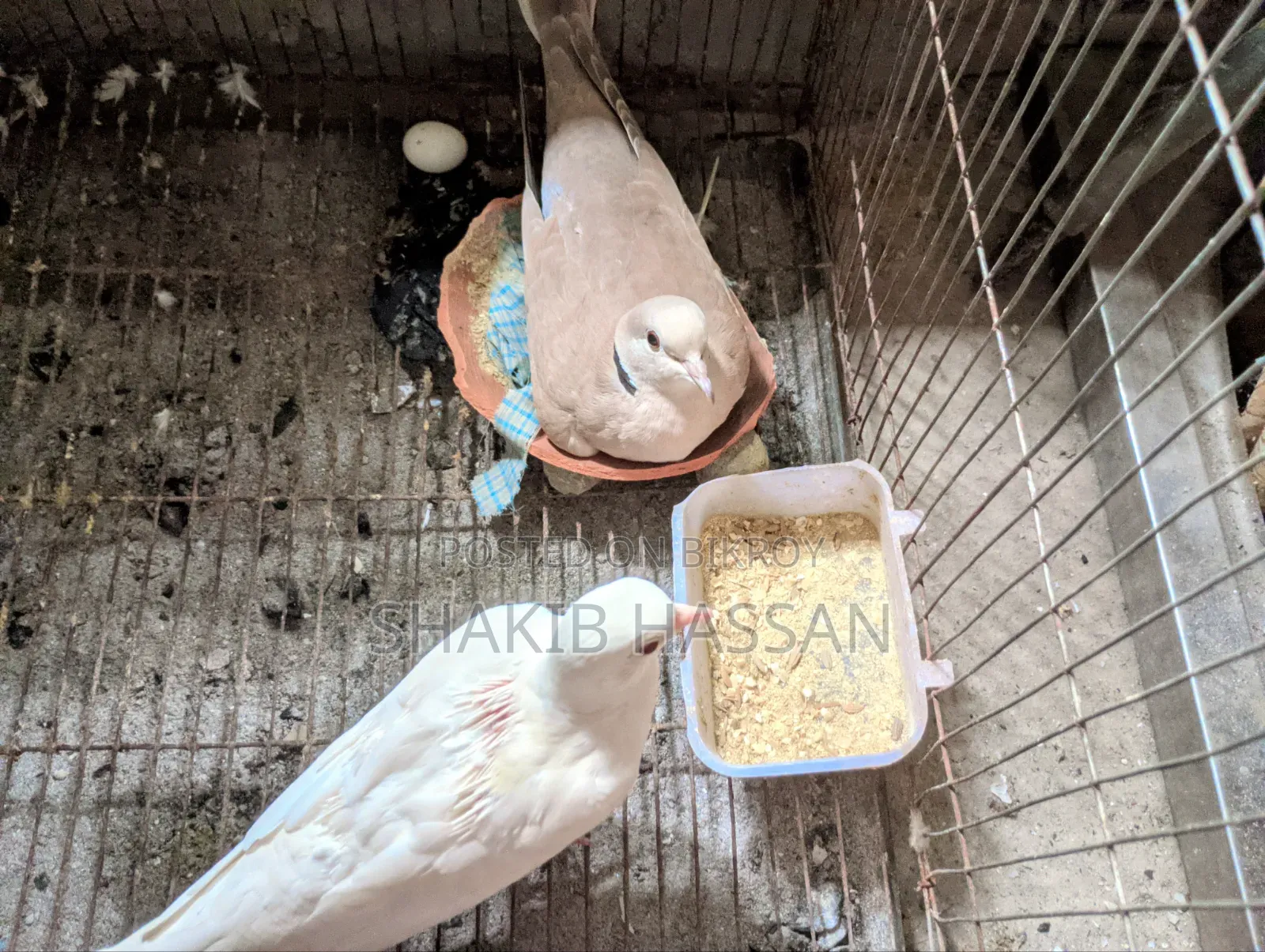 1 pair of Australian breed doves for sale.