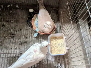 1 pair of Australian breed doves for sale.