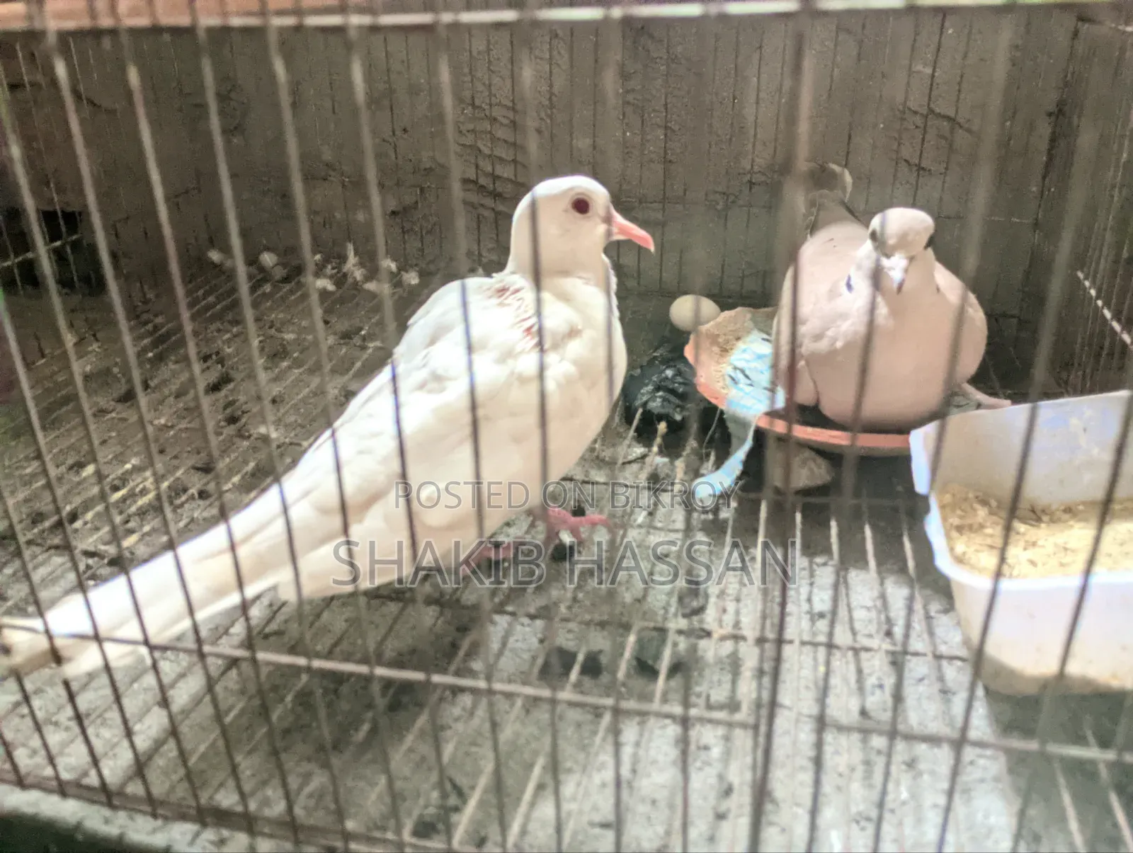 1 pair of Australian breed doves for sale.