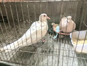 1 pair of Australian breed doves for sale.