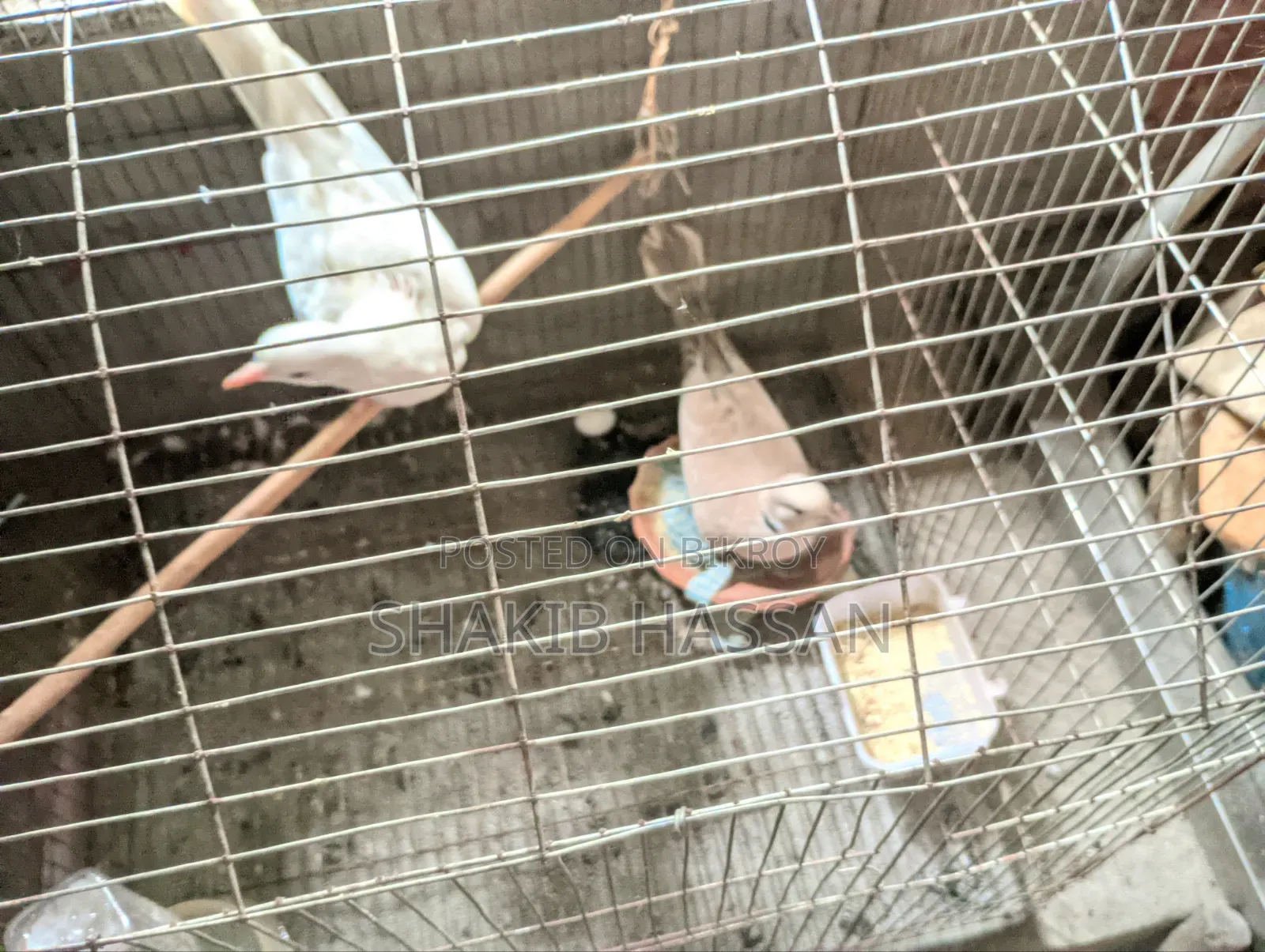 1 pair of Australian breed doves for sale.