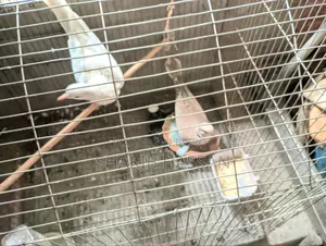 1 pair of Australian breed doves for sale.