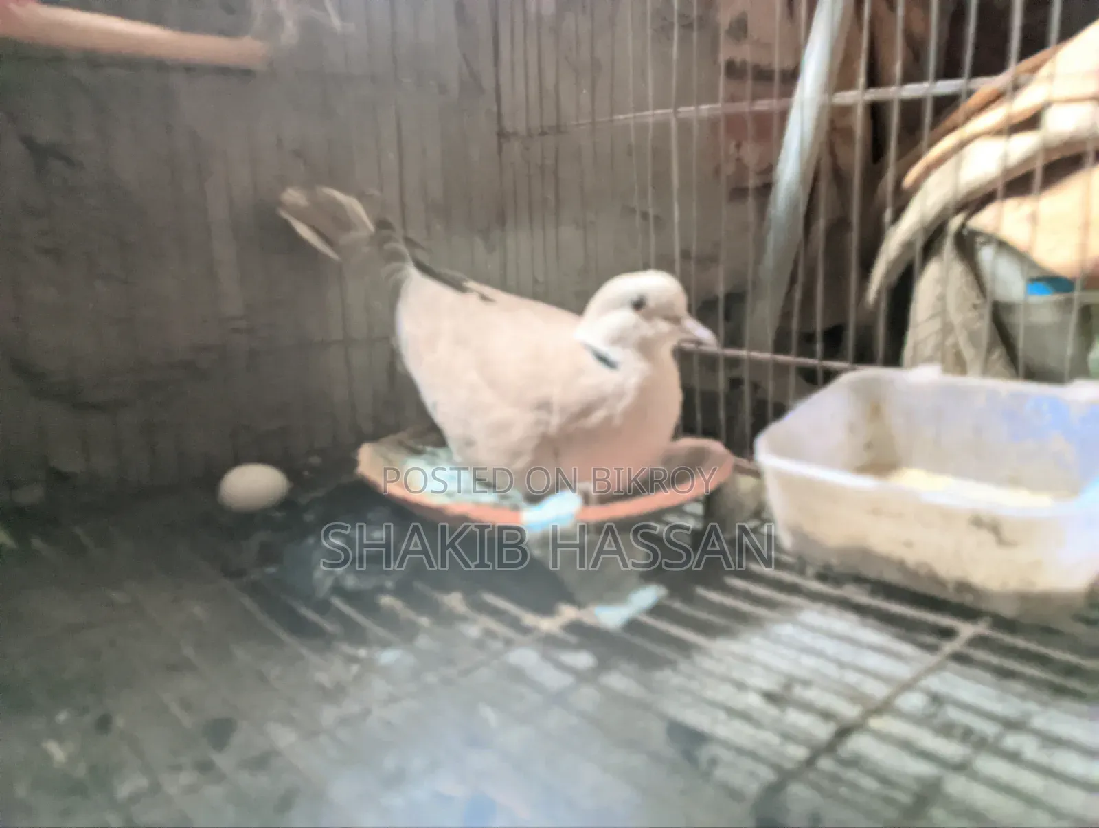 1 pair of Australian breed doves for sale.