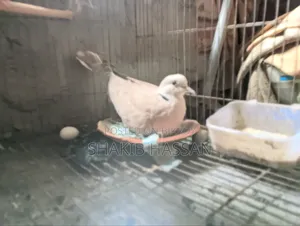 1 pair of Australian breed doves for sale.