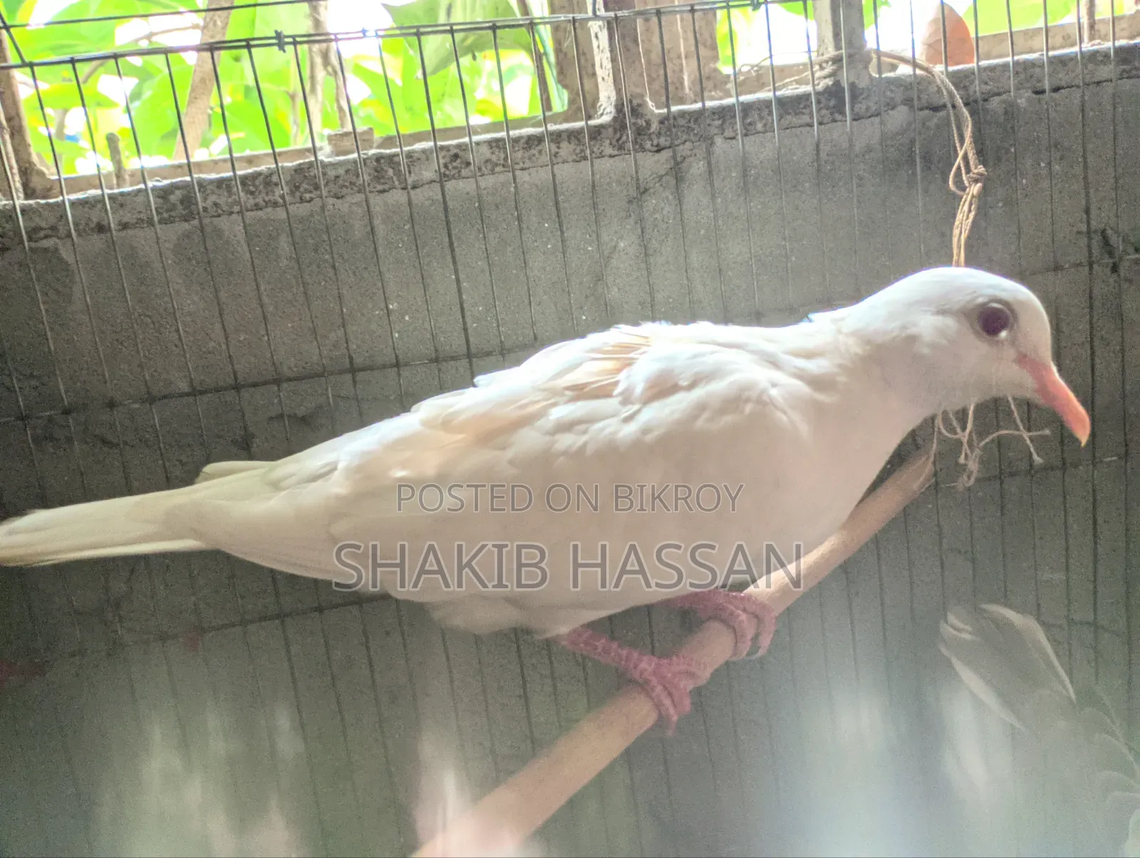 1 pair of Australian breed doves for sale.