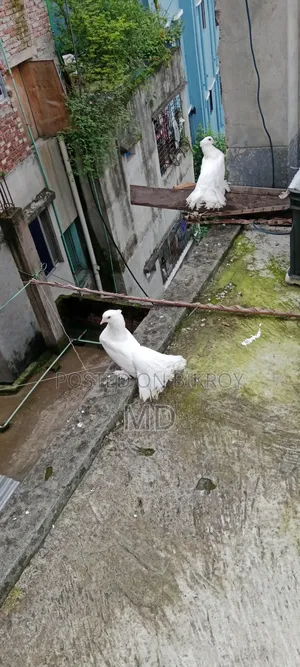 Lokhan Pigeon