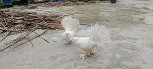 Lokhan Pigeon