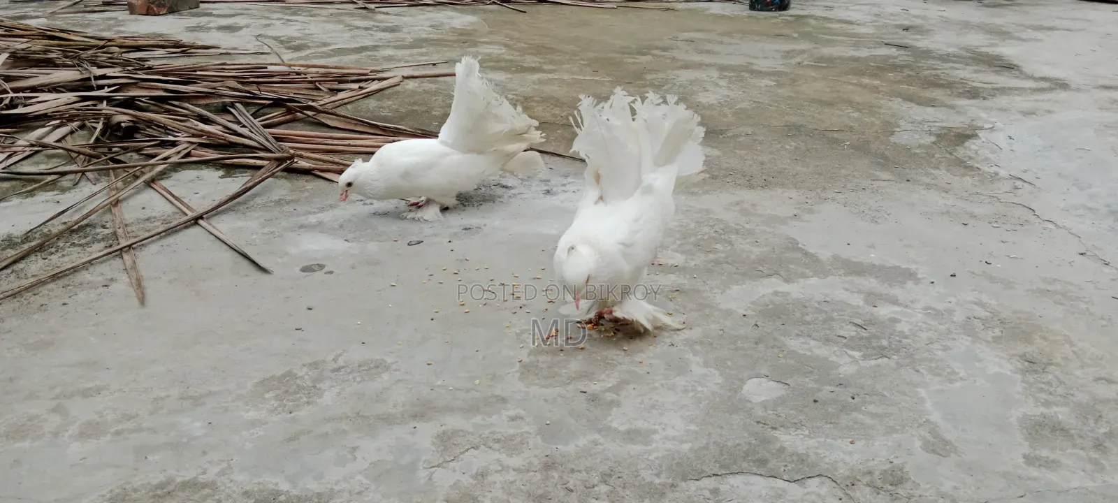 Lokhan Pigeon