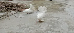 Lokhan Pigeon