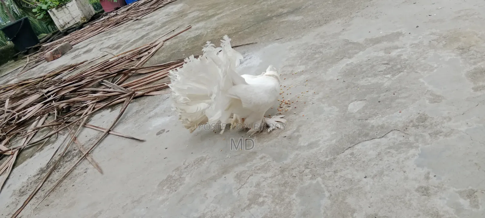 Lokhan Pigeon