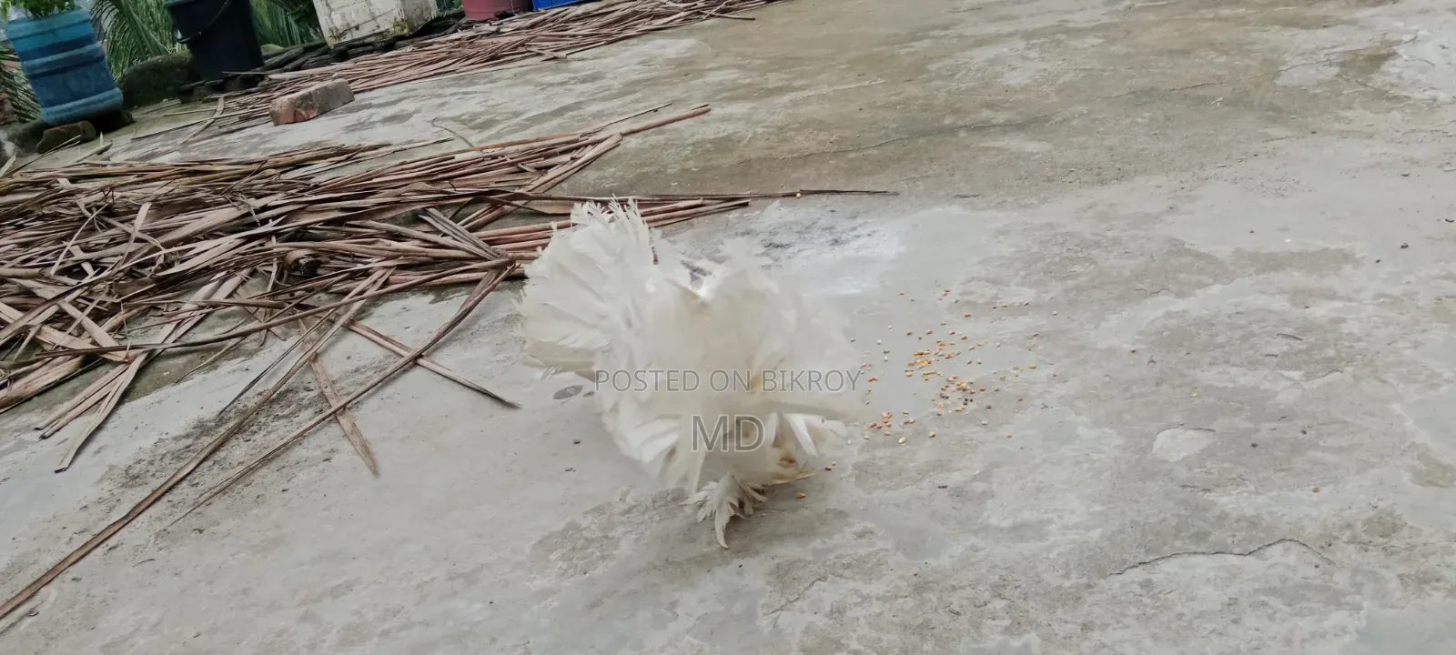 Lokhan Pigeon