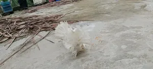Lokhan Pigeon