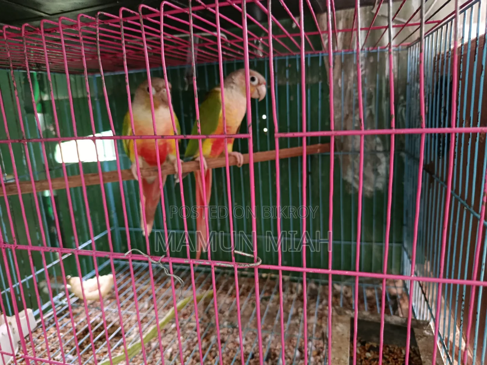 Pineapple Conure
