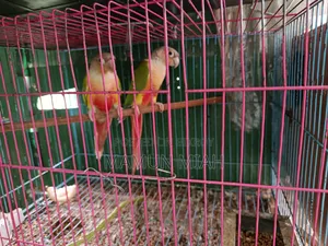 Pineapple Conure
